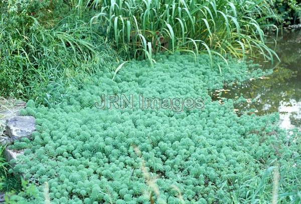 Myriophyllum aquaticum