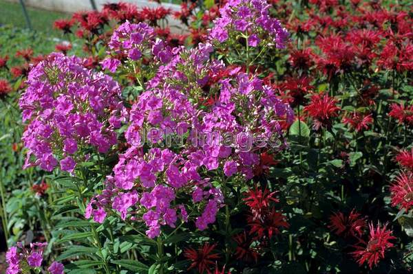 Phlox carolina