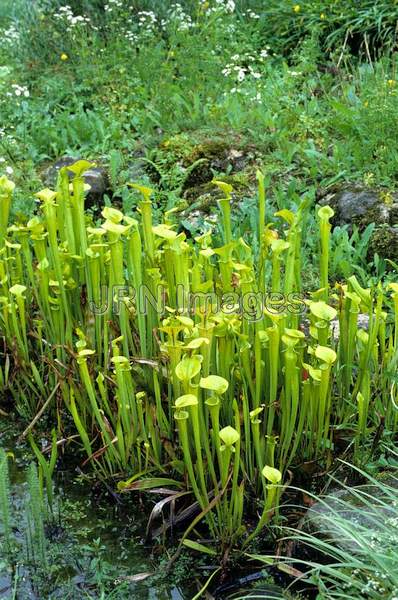 Sarracenia flava