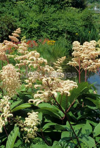 Rodgersia aesculifolia