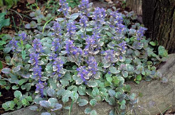 Ajuga repatns 'Variegata'