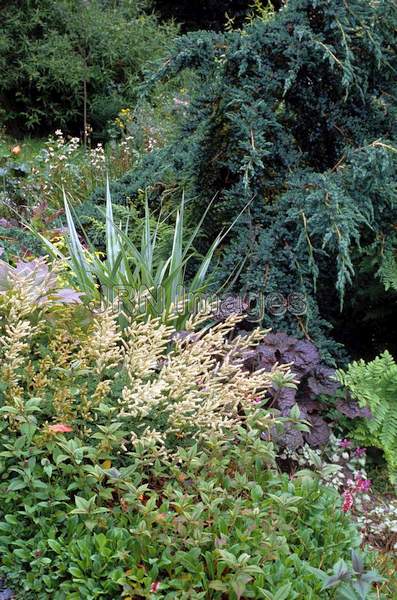 Aruncus aethusifolius