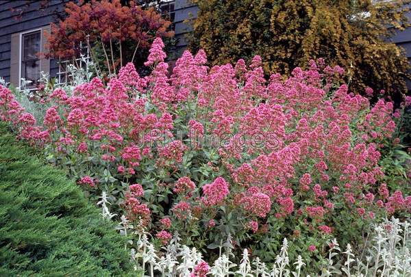 Centranthus ruber