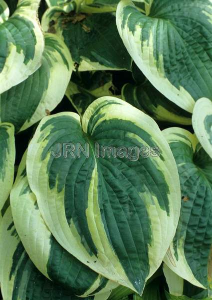 Hosta 'Wide Brim'