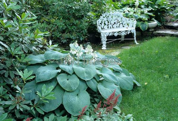 Hosta sieboldiana 'Elegans'