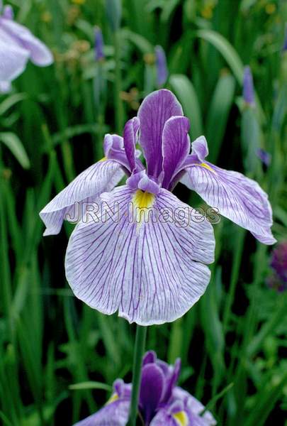 Iris ensata 'Striped Tiger'