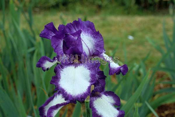 Iris x germanica ' Stepping Out'