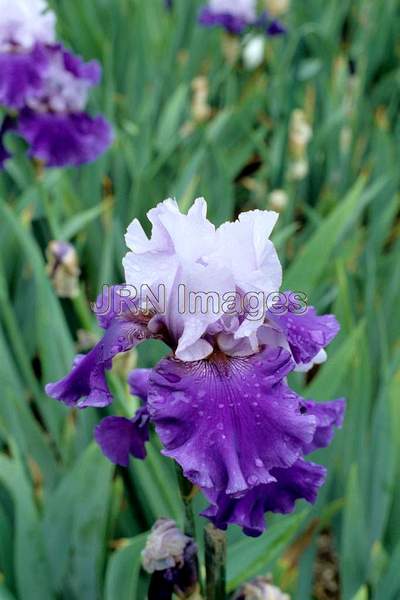 Iris x germanica 'Thriller'