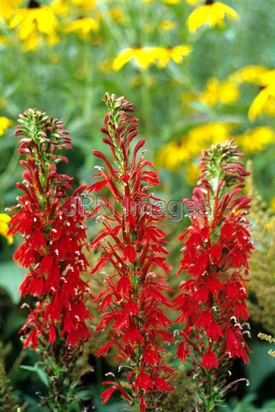 Lobelia cardinalis