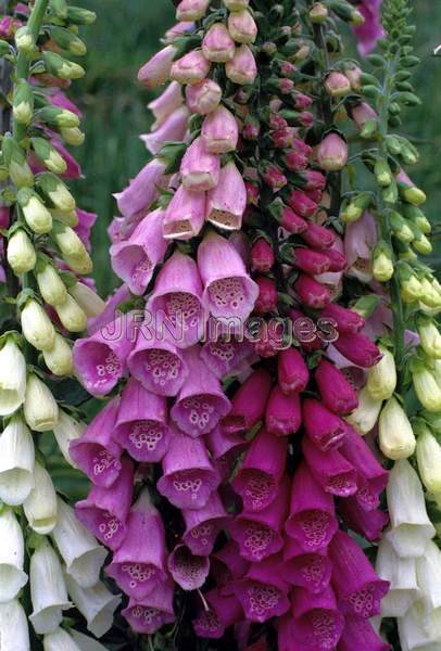 Digitalis purpurea