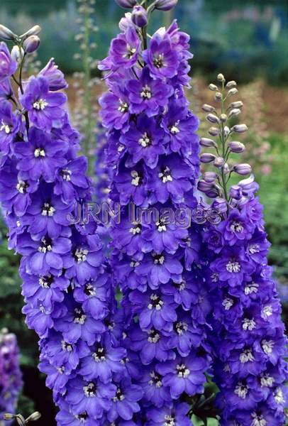 Delphinium x elatum