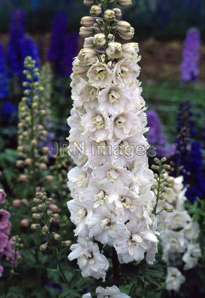 Delphinium x elatum