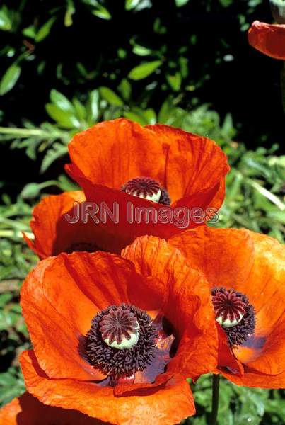 Papaver orientale