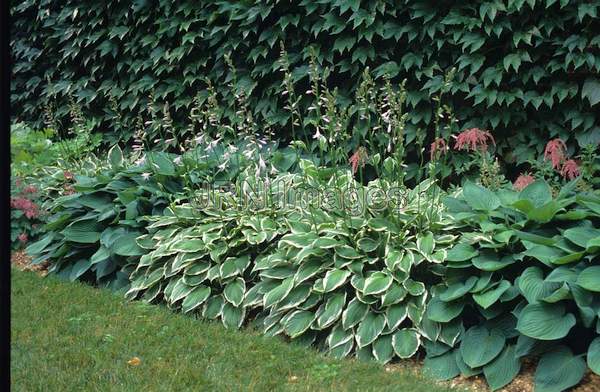 Hosta 'Undulata Univittata'