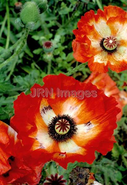 Papaver orientale 'Carnival'