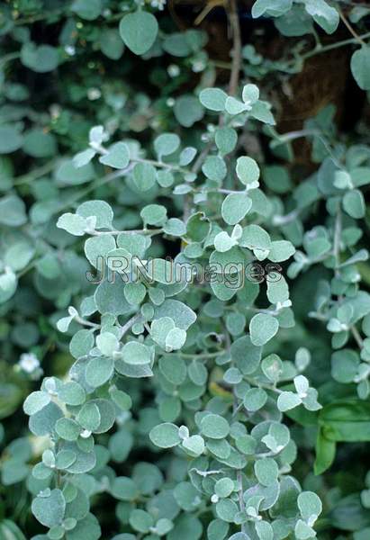 Helichrysum petiolare