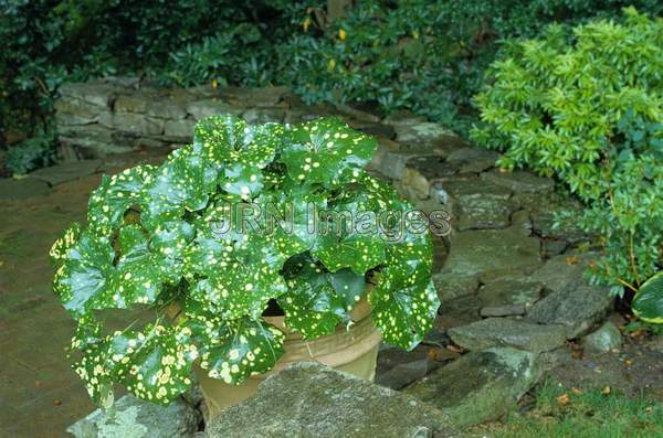 Ligularia kaempferi