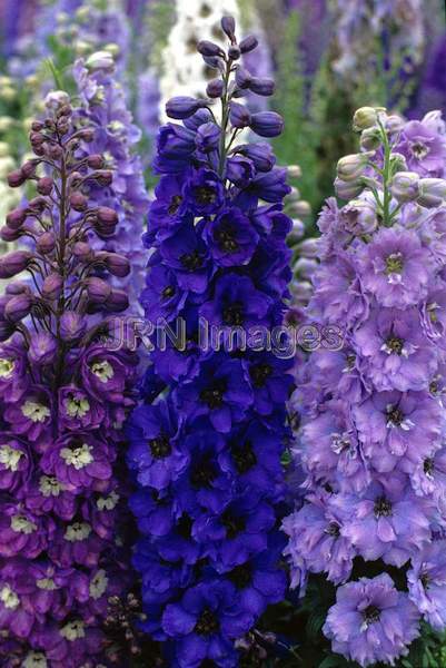 Delphinium x elatum