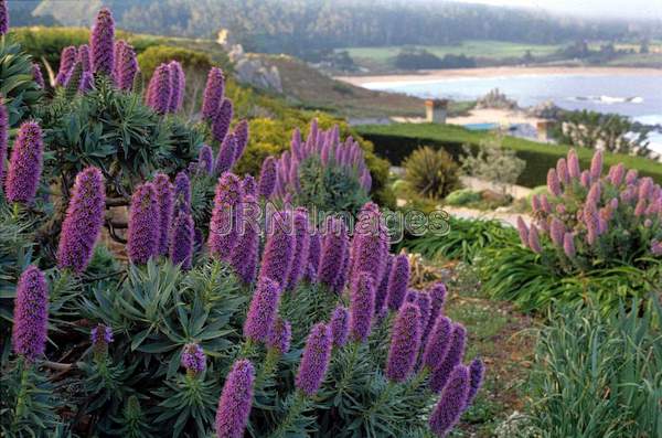 Echium fastuosum