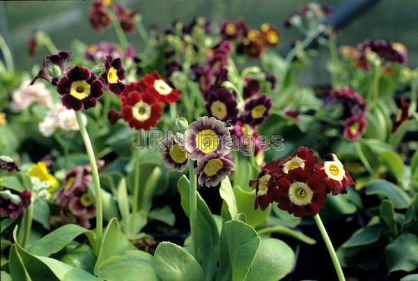 Primula auricula