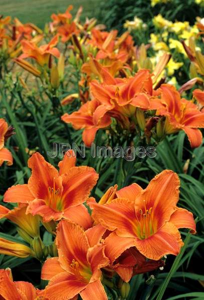 Hemerocallis 'Alabama Jubilee'