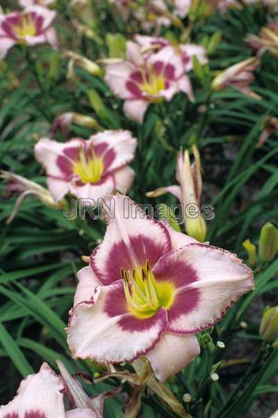 Hemerocallis hybrid 'Edge Ahead'