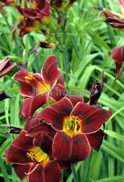 Hemerocallis hybrid 'Total Eclipse'