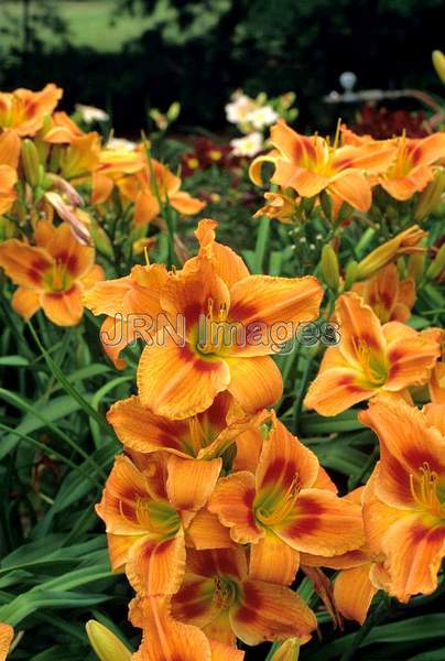 Hemerocallis hybrid 'True Grit'