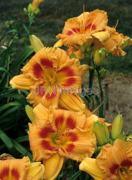 Hemerocallis hybrid 'Cinnamon Sunrise'