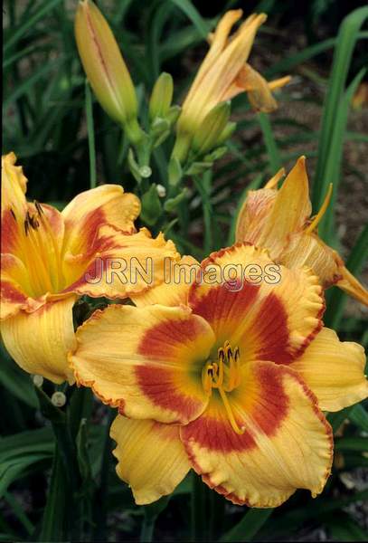 Hemerocallis 'All Fired Up'