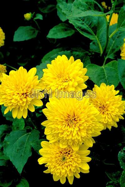 Helianthus x multiflorus 'Loddon Gold'