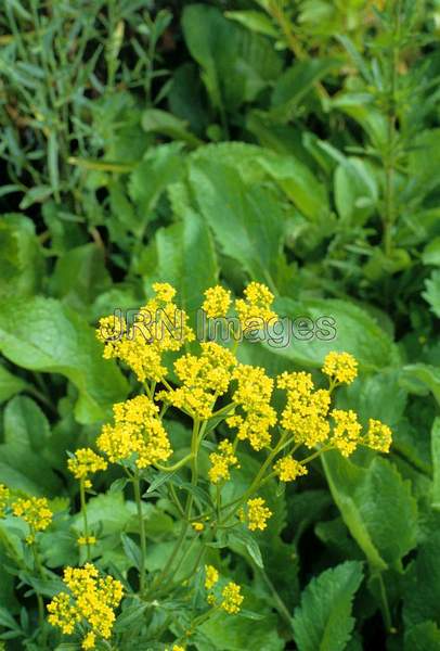 Patrinia scabiosifolia