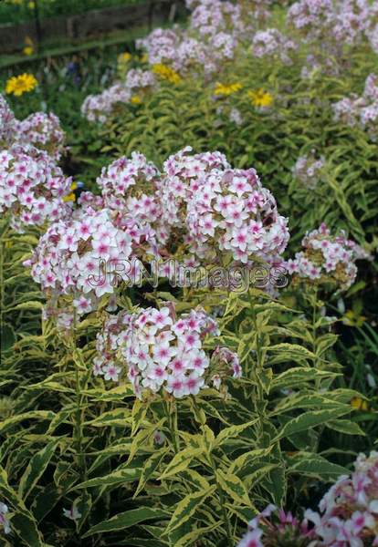 Phlox paniculata 'Norah Leigh'