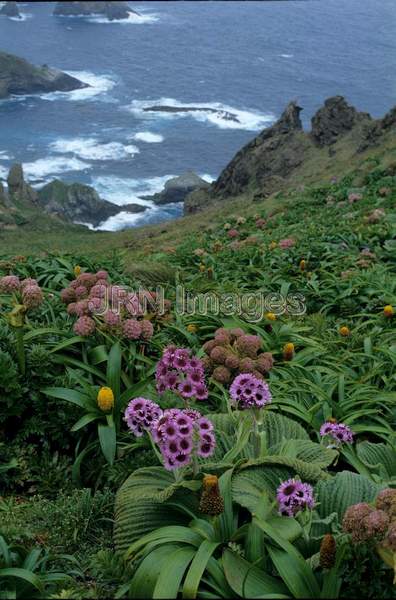 Plectranthus argentea