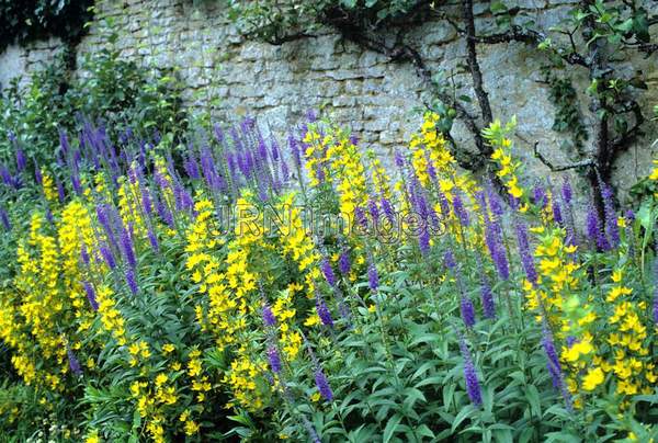 Lysimachia punctata