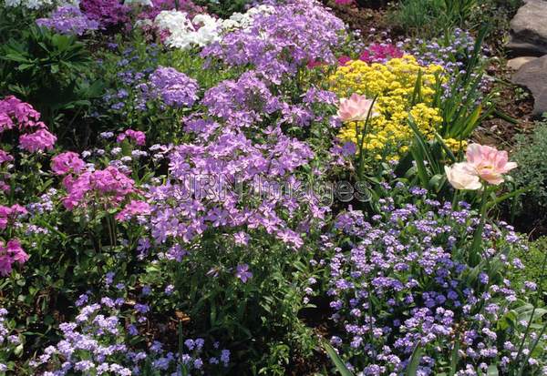 Phlox divaricata