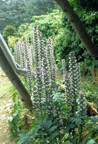 Acanthus mollis