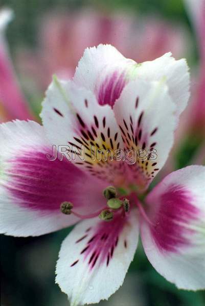 Alstroemeria 'Ligtu hybrid'