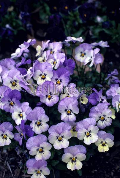 Viola cornuta 'Four Seasons'