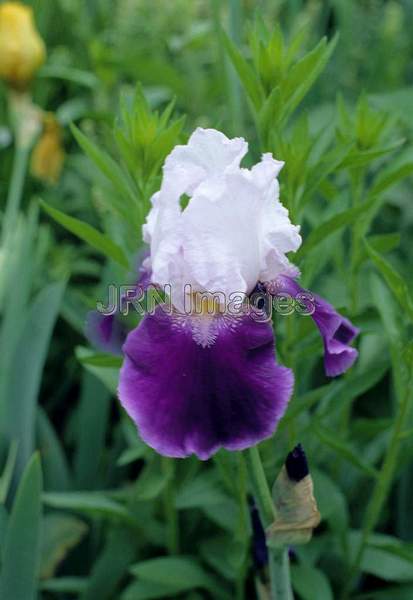 Iris x germanica 'Ride the Wind'