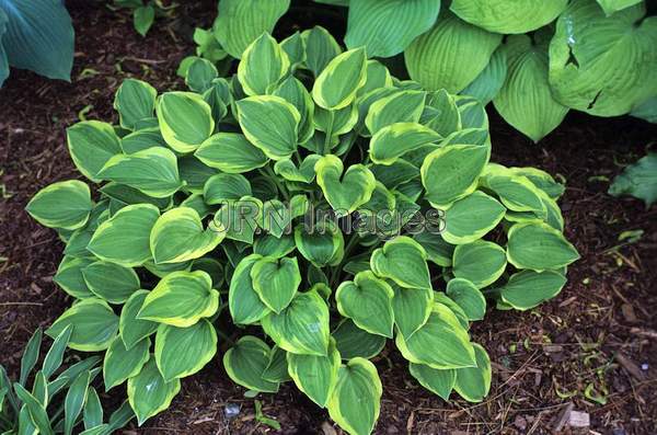 Hosta 'Golden Tiara'