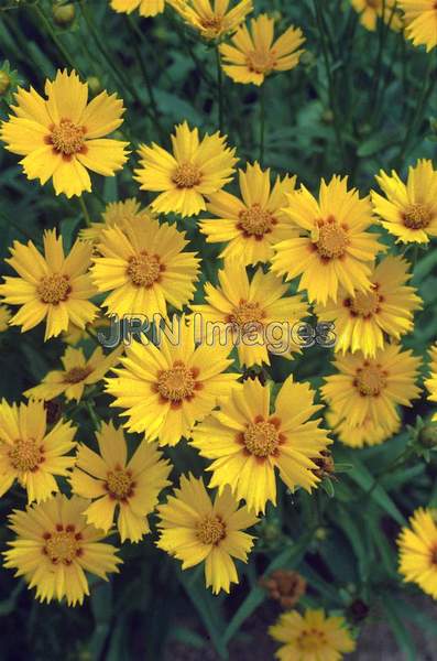 Coreopsis lanceolata