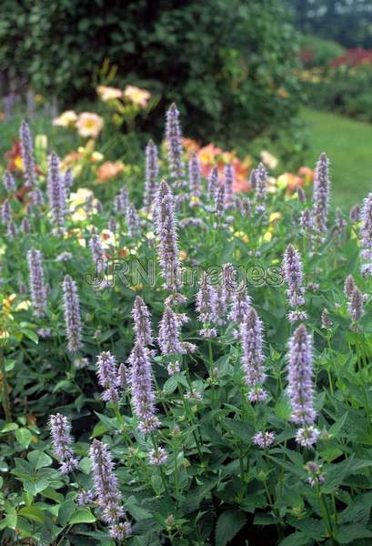 Agastache 'Blue Fountain'