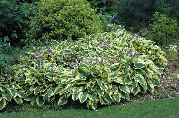 Hosta 'Wide Brim'