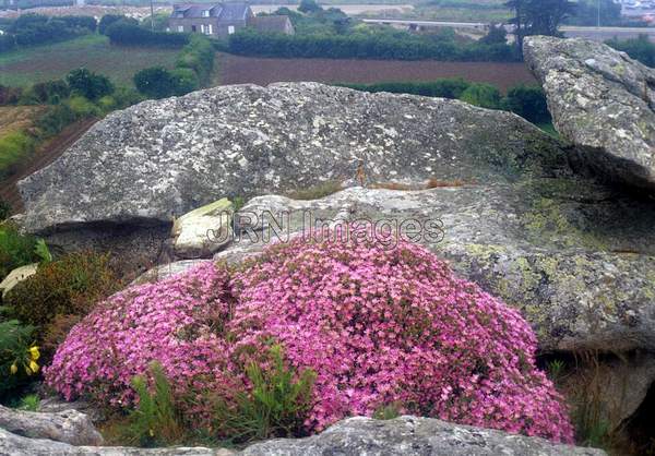 Drosanthemum roseum