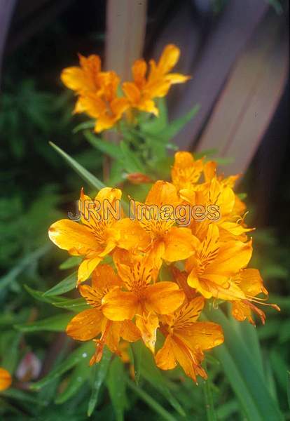 Alstroemeria aurantiaca