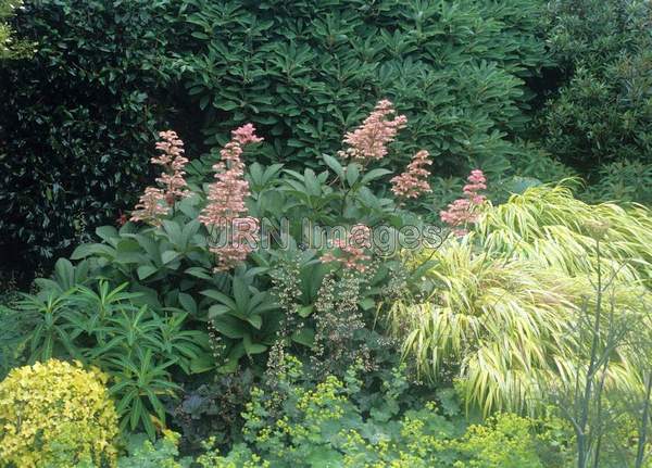 Rodgersia pinnata