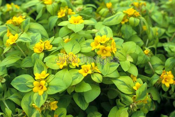 Lysimachia 'Gold Globe'