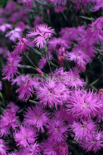 Dianthus deltoides