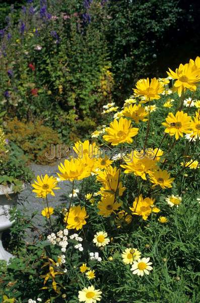 Helianthus decapetalus